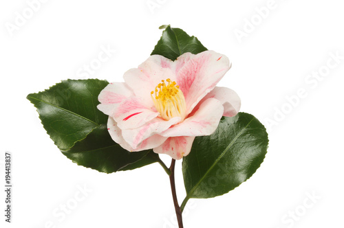 Variegated camellia flower