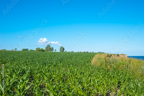 Agrarlandschaft mit Maisanbau an der Steilküste am Wulfener Hals, Insel Fehmarn photo