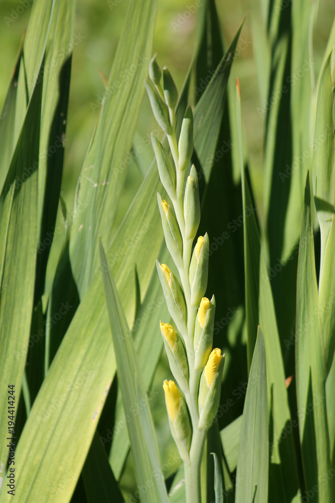 Obraz premium Buds of yellow gladiolus on background of green leaves in garden