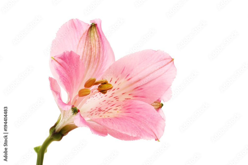 Purple alstoemeria flower Purple alstoemeria flower