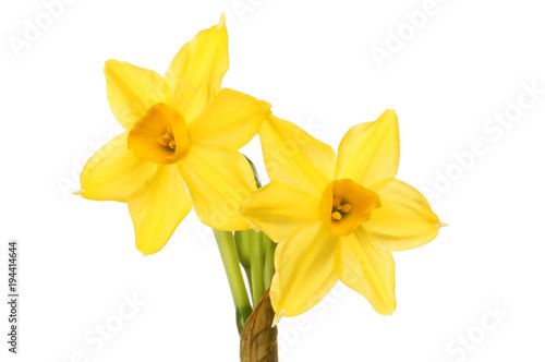 Narcissus flowers closeup © Richard Griffin