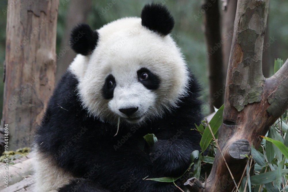 Fototapeta premium Puszysta panda wielka w Chinach