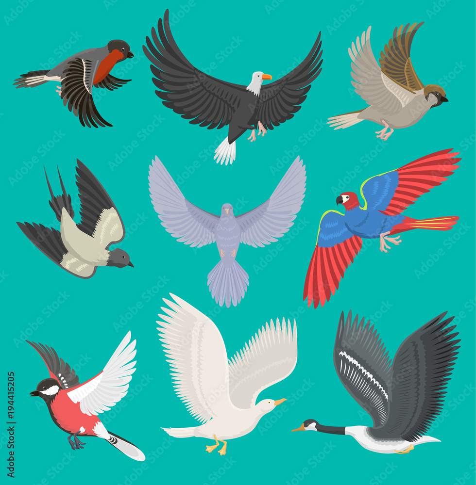 Obraz premium Fllying birds vector illustration cartoon cute fauna feather flight animal silhouette spring freedom natural concept. Wildlife drawing isolated fly birds with wings