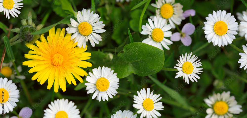 Spring flowers background. Spring flowers background.