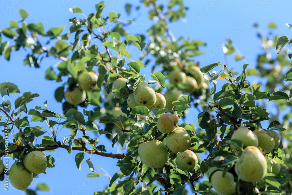 pears ripening on a tree with green leaves, good harvest season