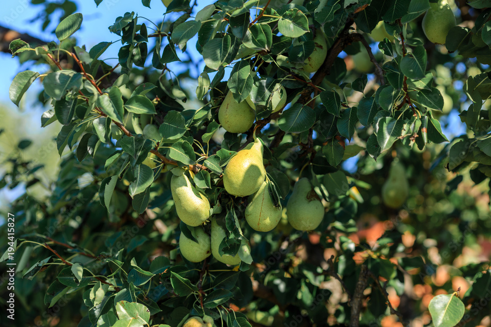 pears ripening on a tree with green leaves