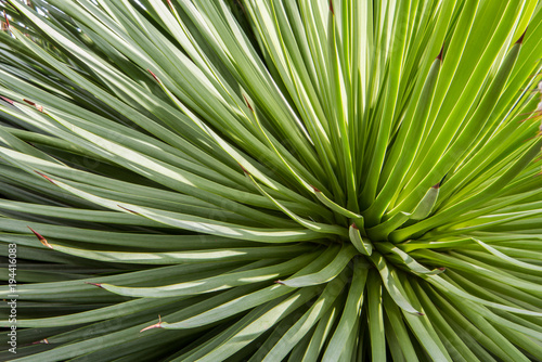 Muster einer Palme von oben