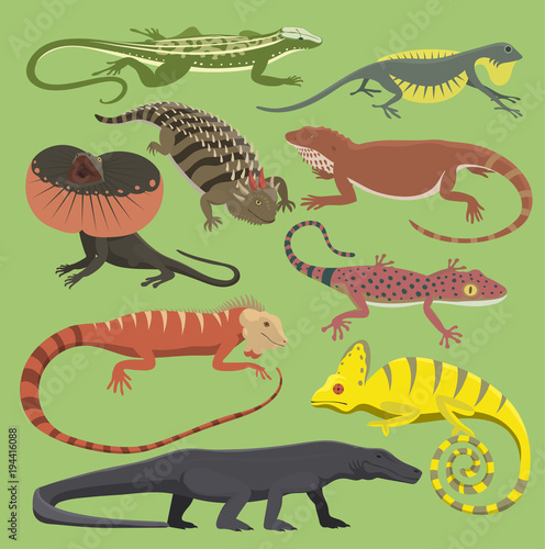 Reptyle vector lizard reptile isolated illustration wild cartoon nature dragon lizard gecko, chameleon rerptile design flat drawing body monster character