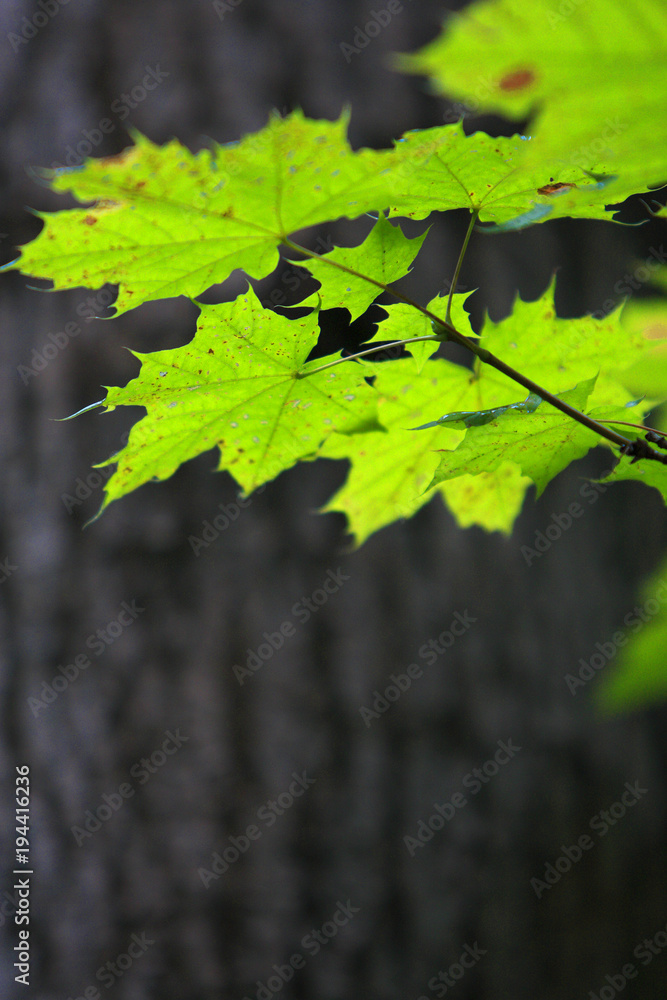 Branch of Norway maple tree with spotted leaves afflicted by a disease in a forest in summer season Branch of Norway maple tree with spotted leaves afflicted by a disease in a forest in summer season