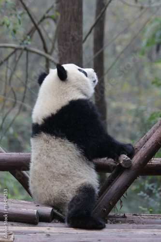 Fototapeta Naklejka Na Ścianę i Meble -  Standing Panda Cub , Chengdu Panda Base, China
