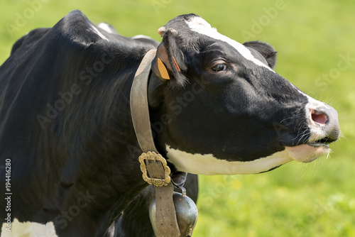 Portrait of a Black and White Cow with Cowbell