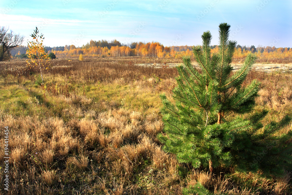 Obraz premium Grassy and wooded meadows of Masovia region in central Poland in autumn season