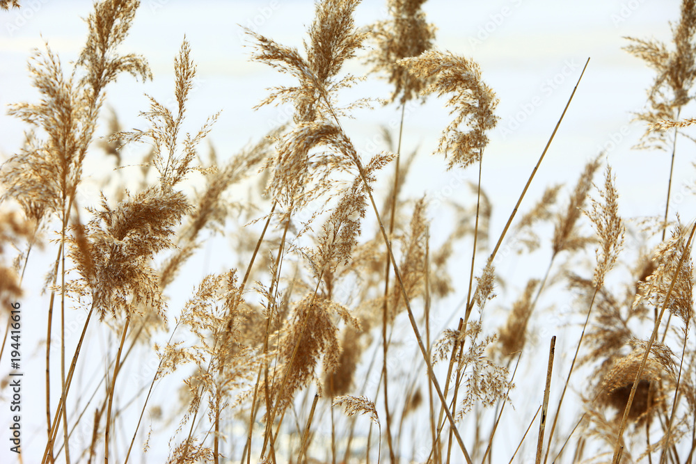 Thicket of reeds in a winter season Thicket of reeds in a winter season