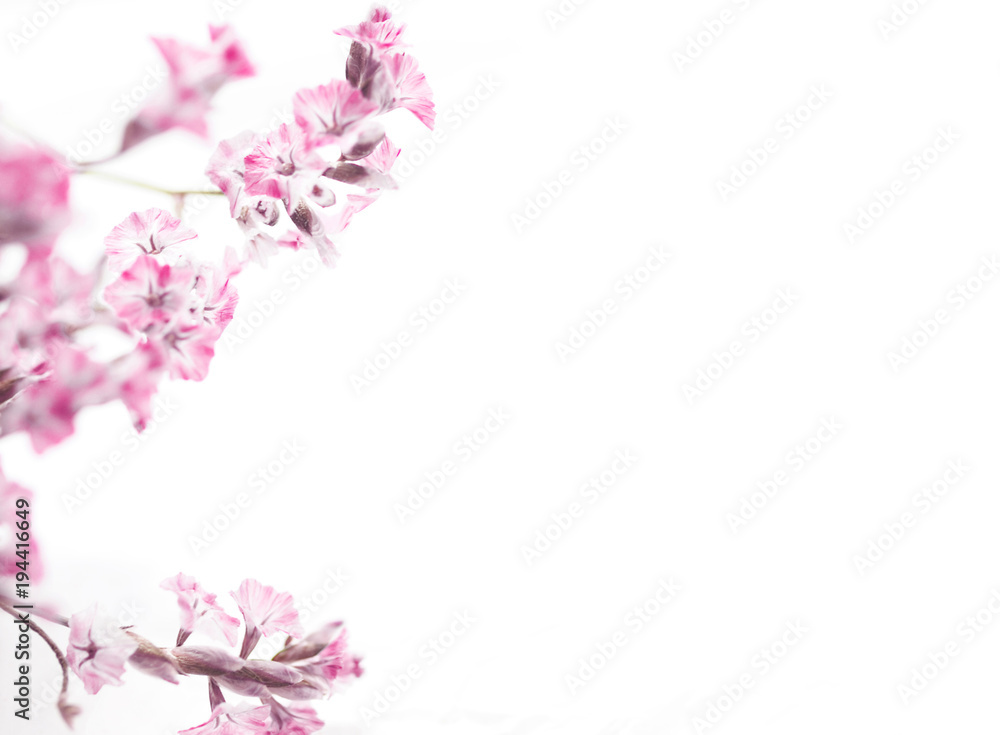 Abstract closeup of small pink flowers isolated on white negative space. Copy space. 