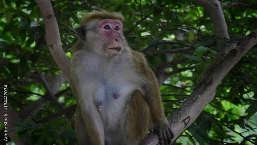 macaque looking around sitting on a tree branch, toque monkey macaque looking around sitting on a tree branch, toque monkey