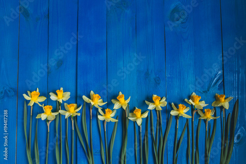 Fototapeta Naklejka Na Ścianę i Meble -  Yellow flowers daffodils on blue wooden table. Beautiful Colorful Greeting Card for Mothers Day, Birthday, March 8. Top view,