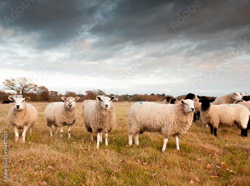 beautiful outside farm scene with white sheep looking at camera, moody sky