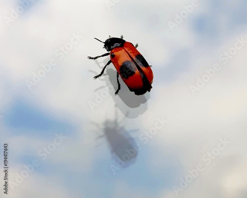 Ant bag beetle with its reflection