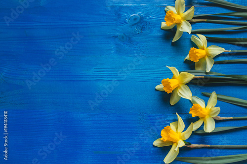 Fototapeta Naklejka Na Ścianę i Meble -  Yellow flowers daffodils on blue wooden table. Beautiful Colorful Greeting Card for Mothers Day, Birthday, March 8. Top view,