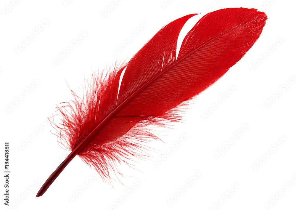 Single red feather isolated on white background Stock Photo | Adobe Stock