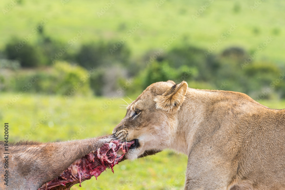 Naklejka premium Leone