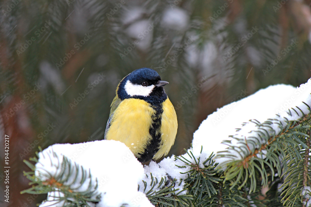 the titmouse is resting in the snow-covered forest the titmouse is resting in the snow-covered forest