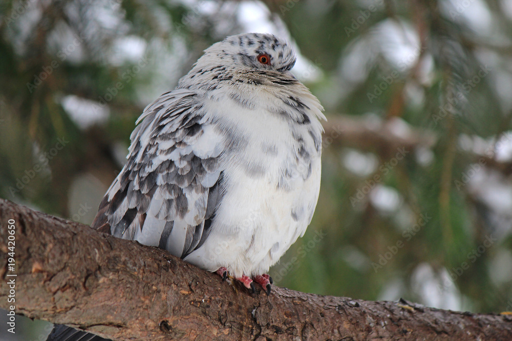 Obraz premium dove resting on a tree branch in the forest