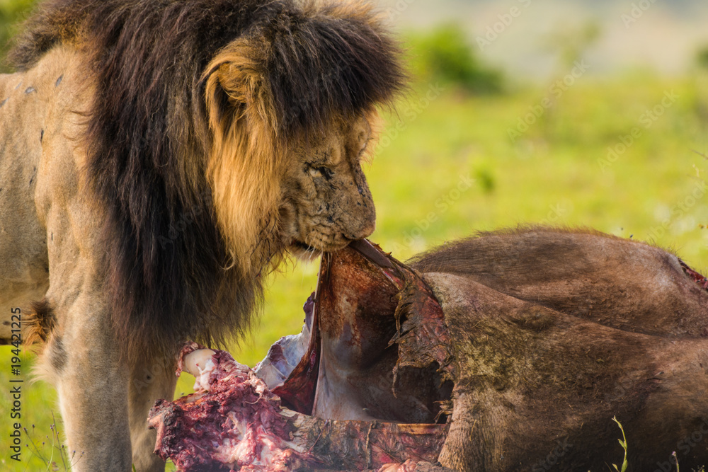 Naklejka premium Leone