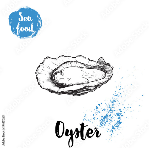 Hand drawn opened oyster. Seafood sketch style illustration. Fresh marine mollusk in shell.
