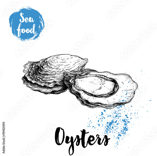 Hand drawn oysters composition. Seafood sketch style illustration. Fresh marine mollusks in closed and opened shells.