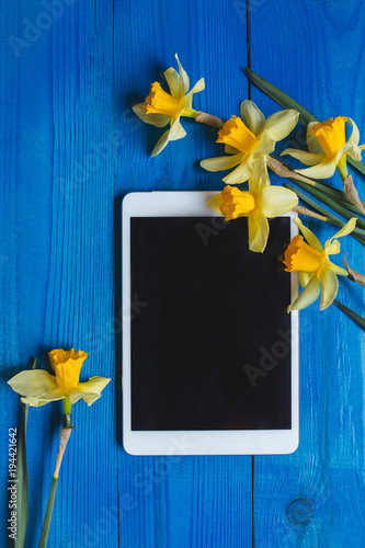 Fototapeta Naklejka Na Ścianę i Meble -  Bright yellow narcissus or daffodil flowers and tablet on blue wooden background. Place for text.