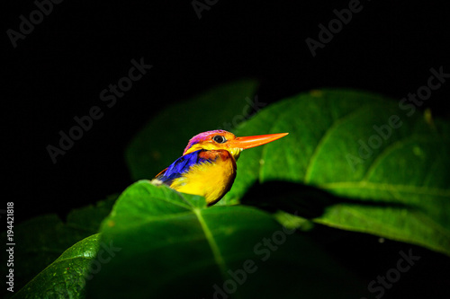 Kingfisher at night in the rainforest of borneo, malaysia