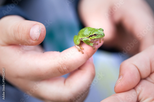 little green frog tree frog in the hands of the child