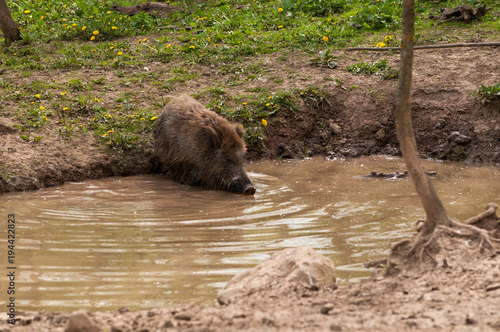 Wildschwein badet in einem Tümpel Wildschwein badet in einem Tümpel