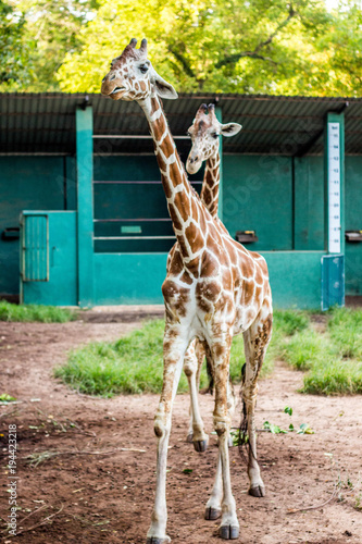 Photography Two giraffes walking together