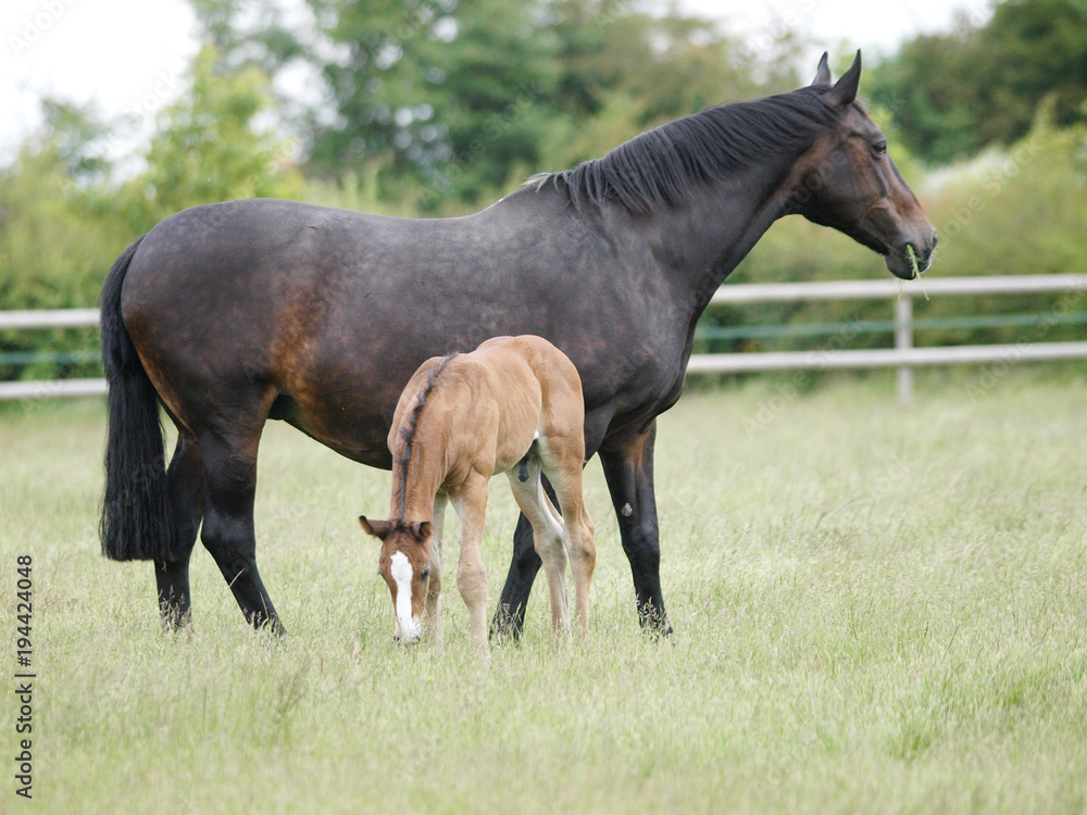 Fototapeta premium Mare and Foal