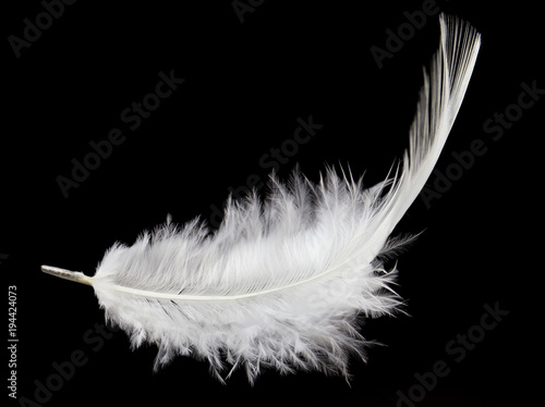 Single white feather isolated on black background