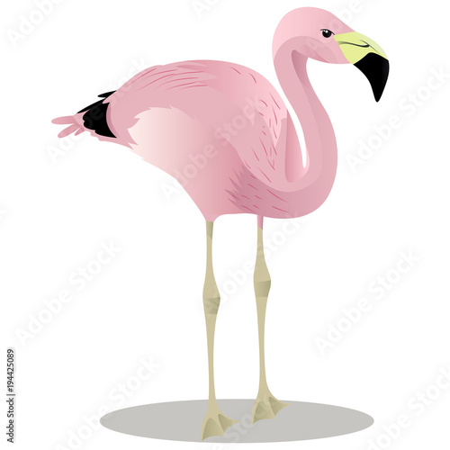 Andean flamingo cartoon bird