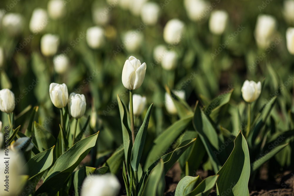 Beautiful white tulips flower closeup. Flower background. Spreing garden landscape design.
