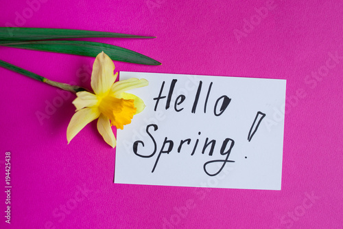 Bright yellow narcissus or daffodil flowers and greeting card on pink background. Place for text.