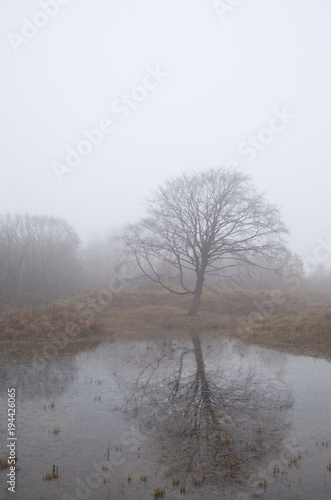 A tree reflecting in a lake with an eerie atmosphere