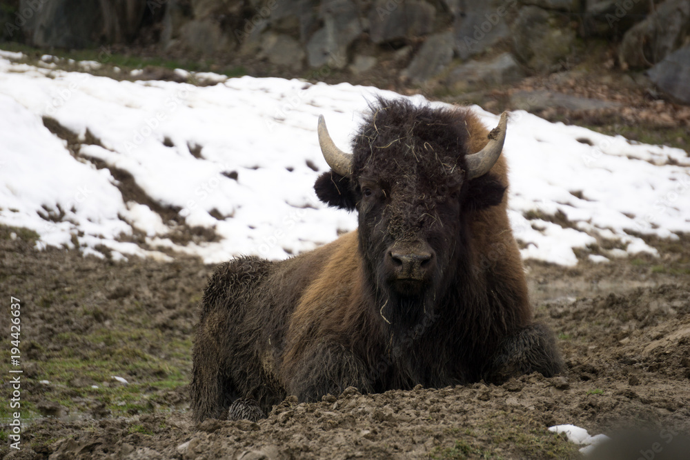 Large bison (buffalo) resting on the cold ground on a winter's day