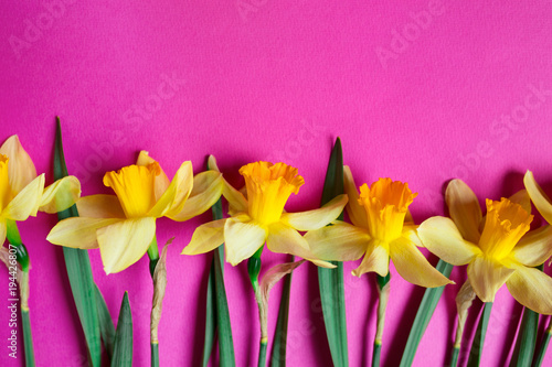 Fototapeta Naklejka Na Ścianę i Meble -  Bright yellow narcissus or daffodil flowers on pink background. Selective focus. Place for text.