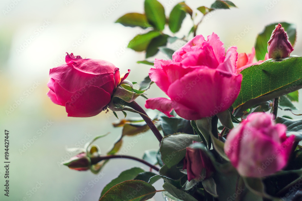 Homemade roses. Bouquet in a crystal vase on a wooden window. The concept of quiet and cozy village life, gardening and environmental friendliness Homemade roses. Bouquet in a crystal vase on a wooden window. The concept of quiet and cozy village life, gardening and environmental friendliness