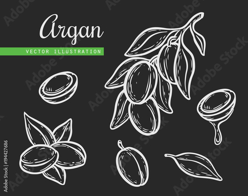Argan vector drawing nut oil, fruit, berry, leaf, branch, plant.