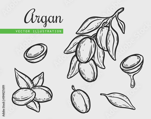 Argan vector drawing nut oil, fruit, berry, leaf, branch, plant.