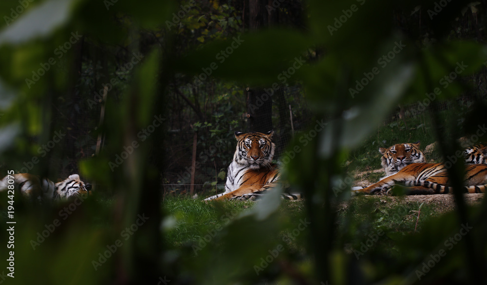 Fototapeta premium Tiger kept in the zoo