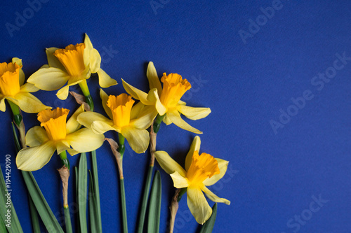 Fototapeta Naklejka Na Ścianę i Meble -  Bright yellow narcissus or daffodil flowers on blue background. Selective focus. Place for text.