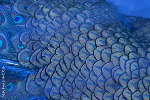 Closeup peacock feathers (Indian peafowl)