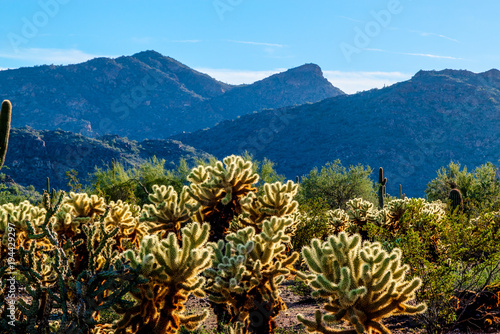 This is the magnificent desert in the Superstition Mountain Wilderness of Arizona in the vicinity of Black Mesa Trail.